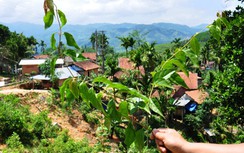 Ăn lá ngón tự tử vì để trâu đi lạc