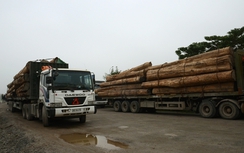 Phát hiện 20 xe gỗ "khủng" trên đường tránh Vinh