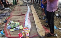 Xác cá “thiêng” trôi dạt vào bờ biển Quảng Bình