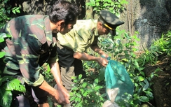 Đưa 9 động vật quý hiếm về Vườn Quốc gia Quảng Bình