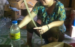 Nghệ An: Rùng rợn cơ sở chế dấm gạo từ axit