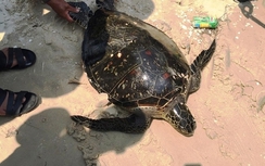 Bắt được cá thể rùa Quản Đồng quý hiếm