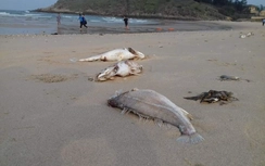 Kỳ Anh chưa tiếp nhận ca ngộ độc do ăn cá chết