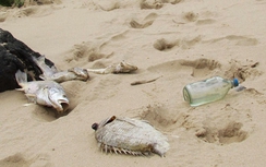 Formosa khẳng định xả thải đúng quy trình, quy định?