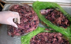 2 tạ chim én thối được đưa vào Vinh làm mồi nhậu