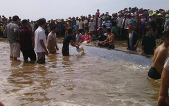 Nghi vấn cá voi 15 tấn được ngư dân giải thoát đã chết?