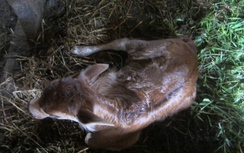 Lạ kỳ tục làm lễ “đầy tháng” cho trâu, bò ở Nghệ An