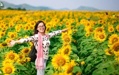 Lễ hội hoa Hướng Dương lần đầu tiên tại Nghệ An