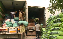 Xe tải biển lào chở gỗ lậu ngụy trang bằng bao tải ngô