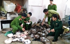 Thu giữ 50 cá thể động vật hoang dã tại nhà đầu nậu