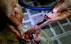 Nghệ An: Ăn thịt cóc, hai vợ chồng tử vong