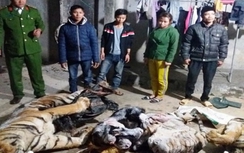 Hai chúa sơn lâm nằm trong tủ đông lạnh trại bò Diễn Châu