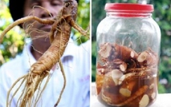 Nghệ An: 6 người nhập viện vì uống “rượu sâm”