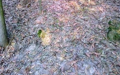 Nam thanh niên tử vong bên kim tiêm dính máu ở đồi tràm