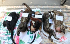 Tài xế xe tải đưa khỉ, voọc từ Lào về Việt Nam bán