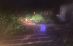 Bão số 2 gây đổ cây, CSGT trắng đêm giữ thông QL1