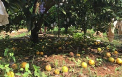 Sau mưa lũ, vựa cam Vinh rụng vàng gốc