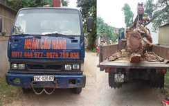 Thuê xe cẩu tự hành đi trộm cây mít trị giá 40 triệu đồng