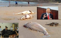 Đâu rồi ông Phó Chủ tịch khuyên dân "xơi" cá Vũng Áng?