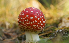 Cảnh báo “vào mùa” ngộ độc nấm