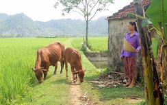 Những hiệp hội "ăn mày" doanh nghiệp
