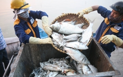 Khoảng 200 tấn cá hồ Tây đã được đem chôn