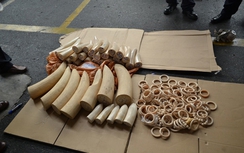 Nhận 200 USD để vận chuyển thuê nửa tạ ngà voi