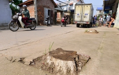 Hà Nội nghiêm cấm chặt cây xanh khi dọn vỉa hè