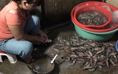 Bắt quả tang cơ sở bơm tạp chất vào tôm ở chợ đầu mối