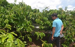 Anh trai dùng dao chém người hiếp dâm em gái có phạm tội ?