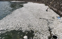 500 công nhân ứng trực vớt hàng chục tấn cá chết ở Hồ Tây