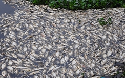 Xả thải nước ô nhiễm, một doanh nghiệp bị phạt 300 triệu