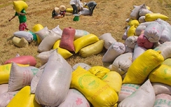 Giá gạo tăng do doanh nghiệp thu mua tạm trữ