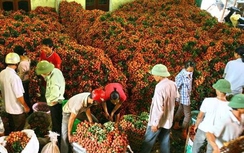 Hà Nội có cơ chế đặc biệt giúp tiêu thụ vải thiều Hải Dương