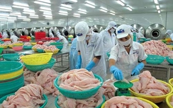 Vì sao hàng loạt lô hàng nông sản Việt Nam bị cảnh báo?