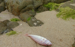 BIDV đề xuất giải pháp vốn cho ngư dân 4 tỉnh bị cá chết