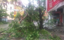 Hà Nội: 99 đường dây trung áp bị sự cố do bão số 1