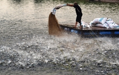 Trung Quốc tăng mua, cá tra nguyên liệu tăng giá