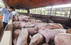 Thịt lợn 24.000 đồng/kg hơi vẫn ế, giá vàng tăng chóng mặt