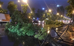 Hà Nội cây đổ ngổn ngang, nhiều xế hộp thoát chết trong gang tấc