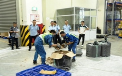 Bắt giữ vụ ngà voi "khủng" tại Sân bay quốc tế Nội Bài