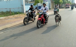 Video:Nam thanh niên vừa chạy xe máy vừa dắt chó gây mất ATGT