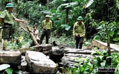Khởi tố, bắt giam 2 trạm trưởng bảo vệ rừng ở Nghệ An