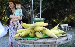Chuối "khổng lồ" 1kg/quả hút khách Sài Gòn