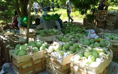 Người trồng xoài Cam Lâm sung túc nhờ phân bón Phú Mỹ