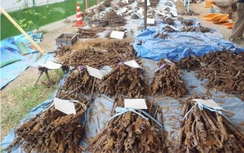 Nhật tìm thấy kho vũ khí từ Thế chiến 2 chôn tại trường học