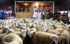 Giá thực phẩm Anh chuẩn bị leo dốc sau khi rời EU