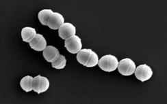 Nhật: Kỷ lục hơn 500 người nhiễm vi khuẩn “ăn thịt người” nguy hiểm