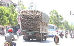 Xe chở mía “khủng” tung hoành trên Quốc lộ 26