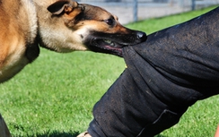 Chó dại cắn 7 người, một thai phụ tử vong